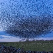 Swarm Computing… What goes around comes around